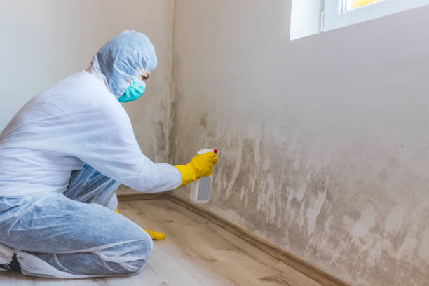 Licensed Mold Remediation service in Meridian, CO - 24 Hour Mold Removal