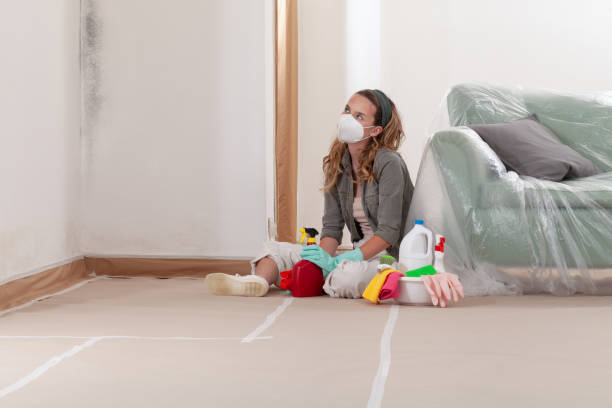 Reliable Mold Remediation contractor in Meridian, CO by 24 Hour Mold Removal