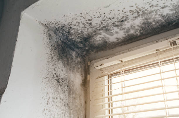 Affordable Mold Remediation solutions in Meridian, CO